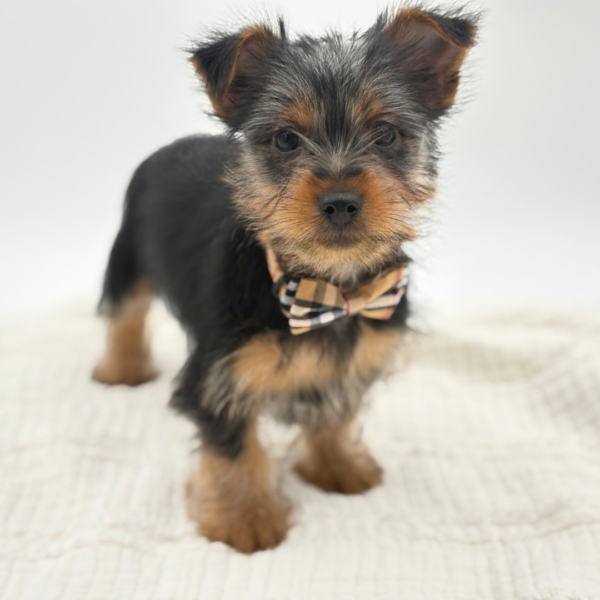 Lucky - Silky Terrier - Image 4