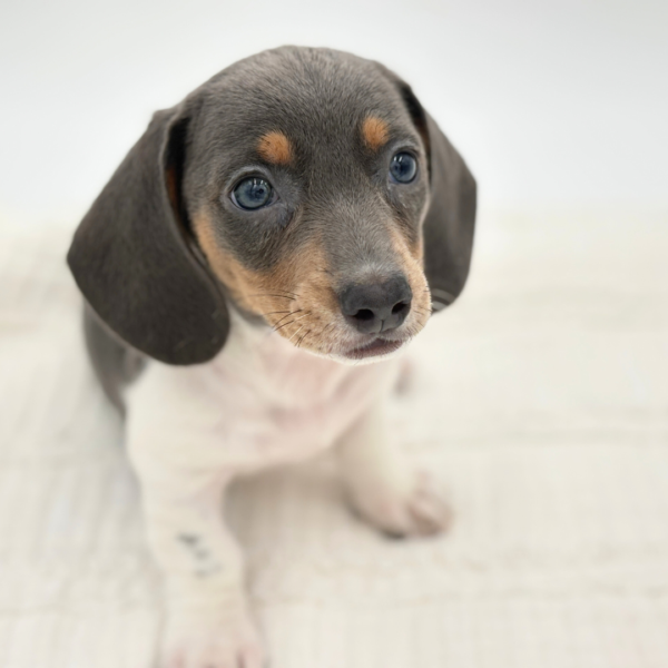 Pearl - Dachshund - Image 3