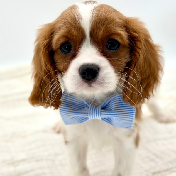 Luca - Cavalier King Charles Spaniel - Image 1