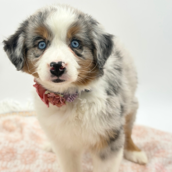 Haven - Miniature Australian Shepherd - Image 1
