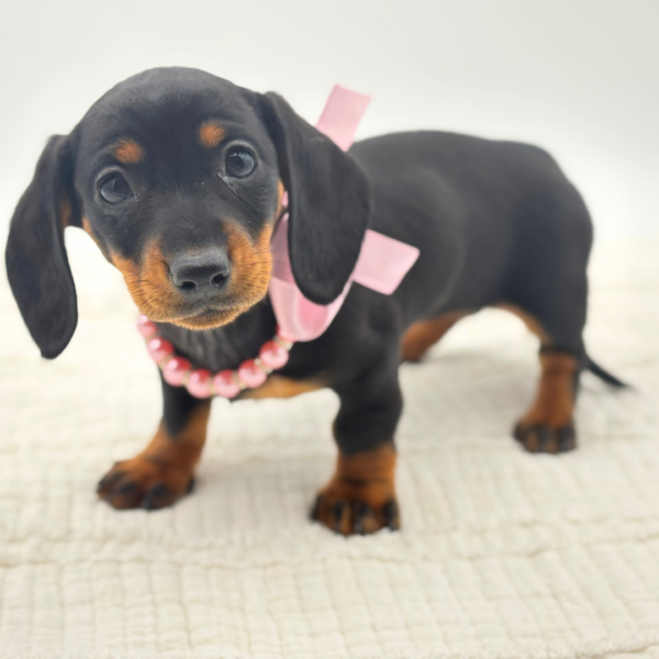 Charlotte - Dachshund - Image 4