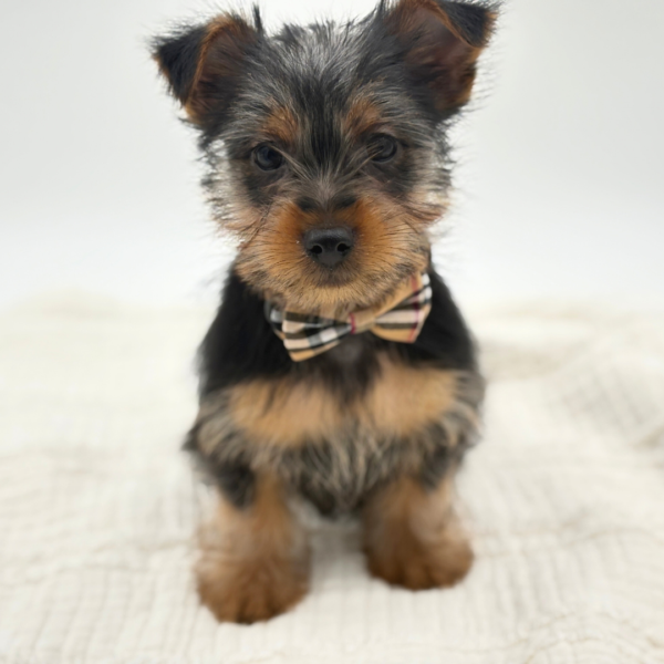 Lucky - Silky Terrier - Image 2