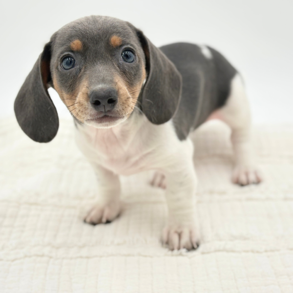 Pearl - Dachshund - Image 2