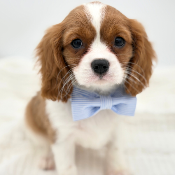 Luca - Cavalier King Charles Spaniel - Image 4