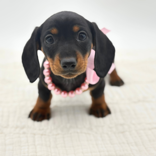 Charlotte - Dachshund - Image 5
