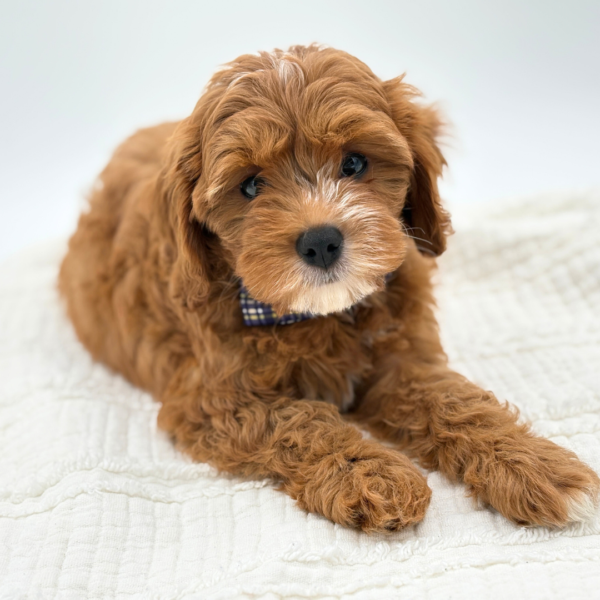 Rusty - Cavapoo - Image 5