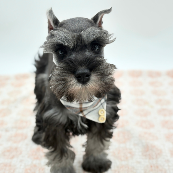 Atticus - Miniature Schnauzer - Image 2
