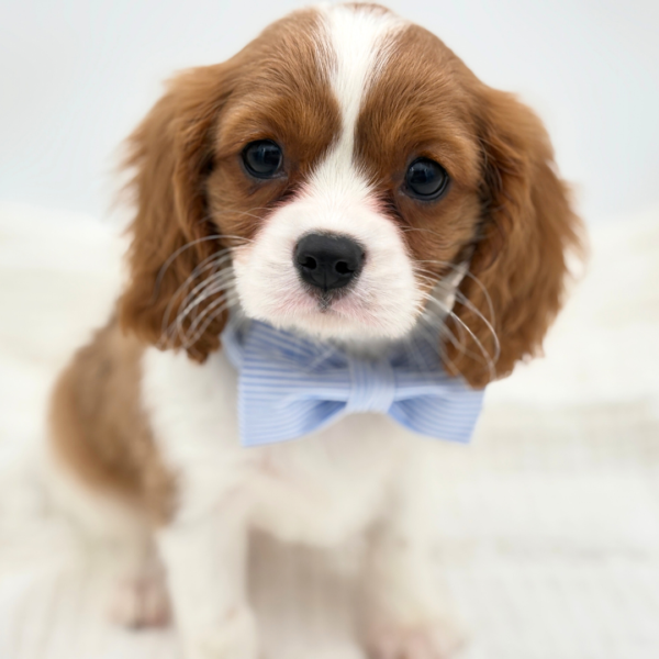 Luca - Cavalier King Charles Spaniel - Image 3