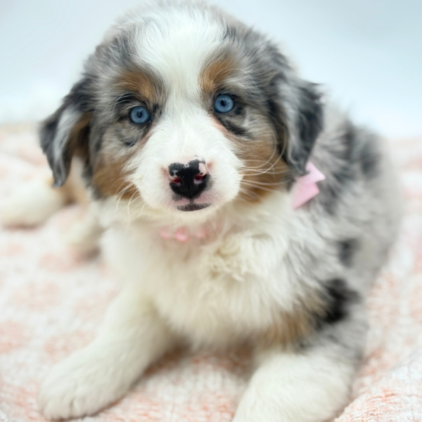 Haven - Miniature Australian Shepherd - Image 2