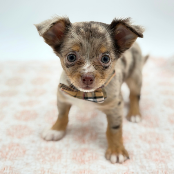 Bandito - Chihuahua - Image 5