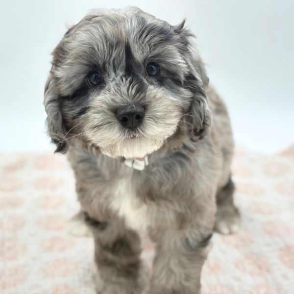 Waylon - Cock A Poo 2nd Gen - Image 1