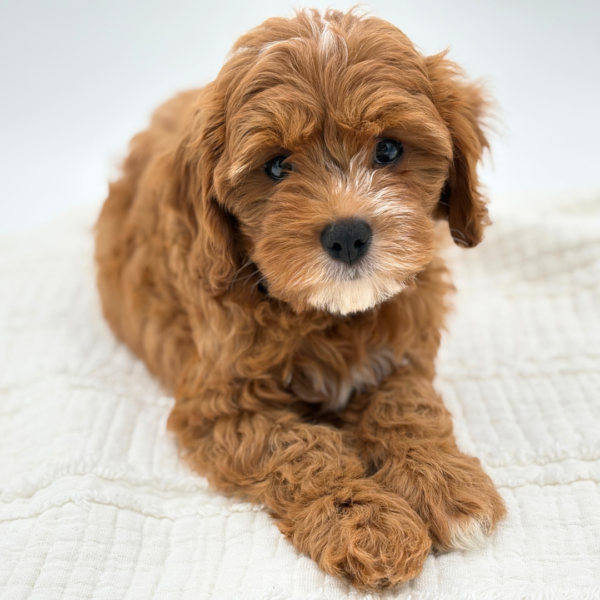 Rusty - Cavapoo - Image 4