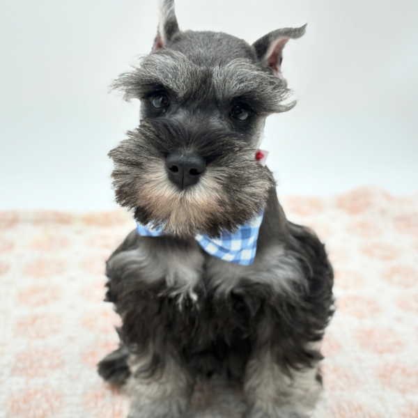 Atticus - Miniature Schnauzer - Image 1