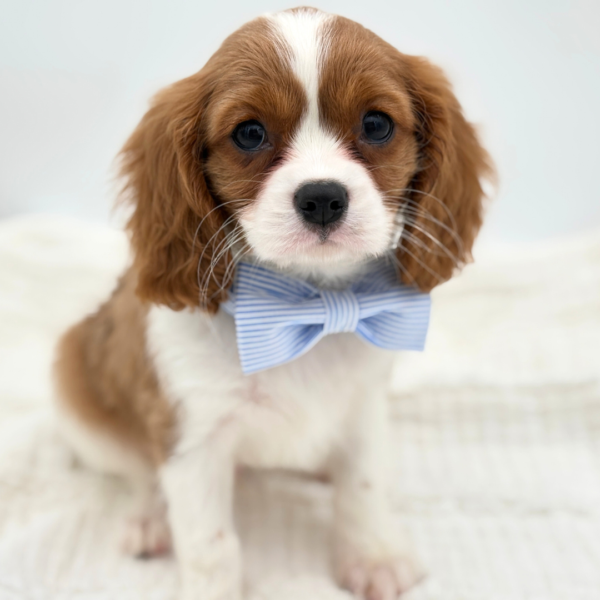 Luca - Cavalier King Charles Spaniel - Image 2