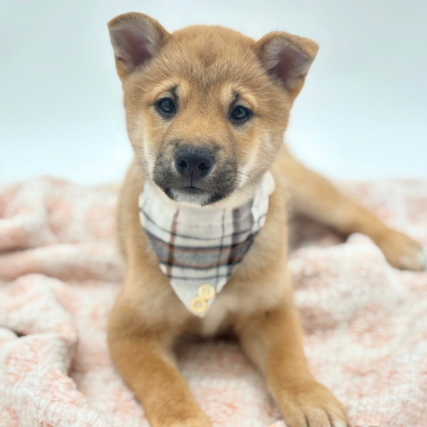Yuji - Shiba Inu - Image 1