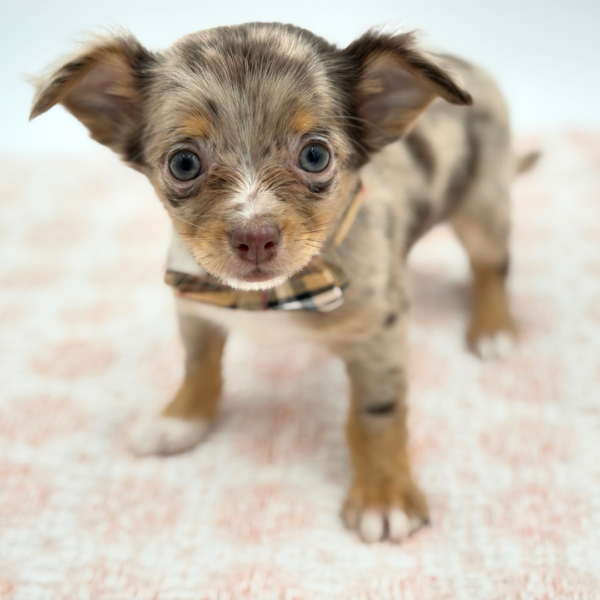 Bandito - Chihuahua - Image 4