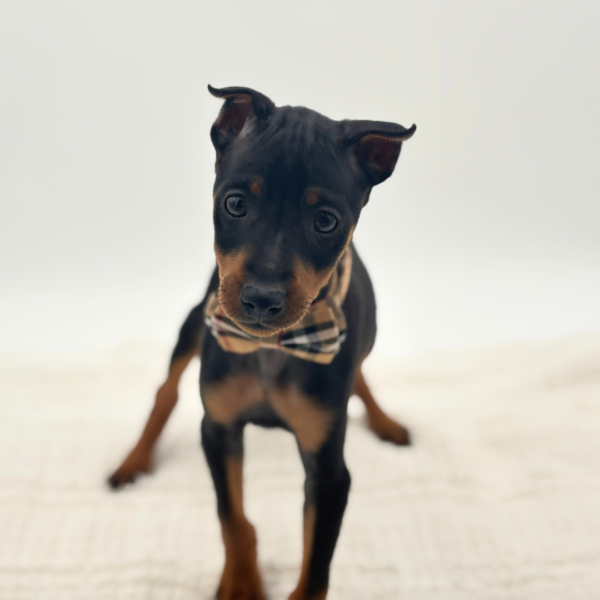 Hans - Miniature Pinscher - Image 3