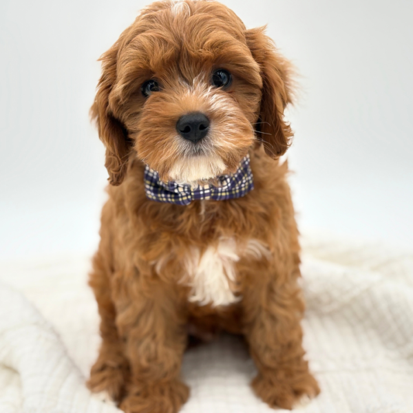 Rusty - Cavapoo - Image 2