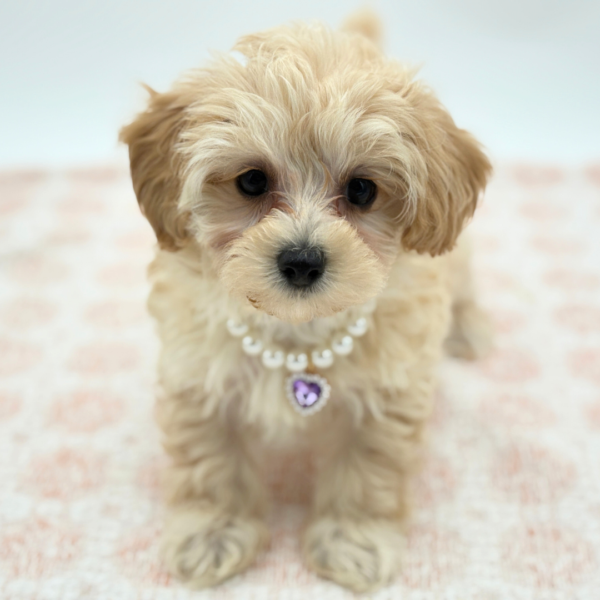 Clover - Maltipoo - Image 2
