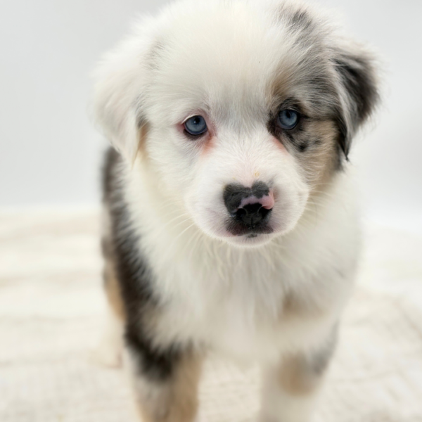 Thorin - Miniature American Shepherd - Image 4