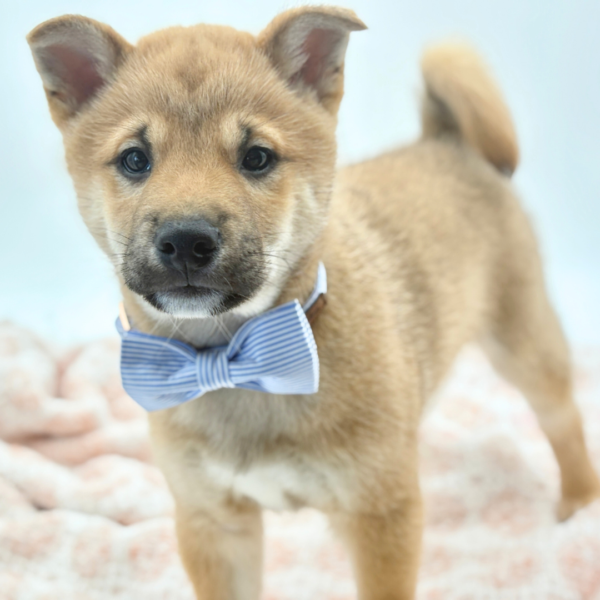Yuji - Shiba Inu - Image 2