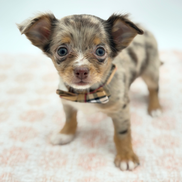 Bandito - Chihuahua - Image 3