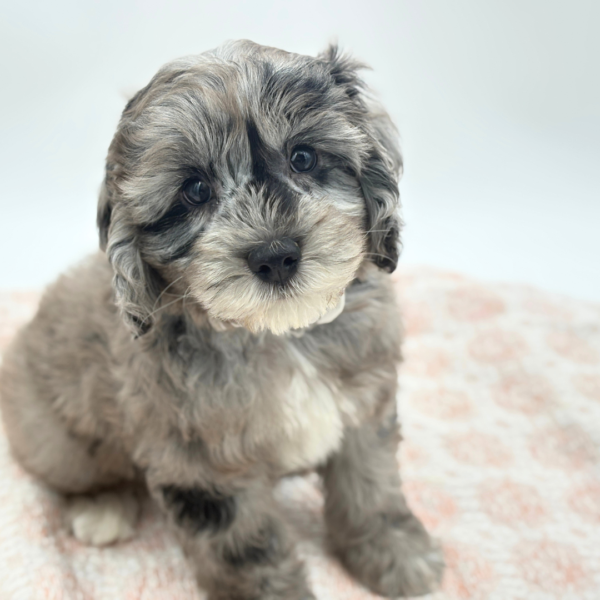 Waylon - Cock A Poo 2nd Gen - Image 2