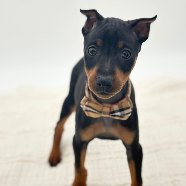 Hans - Miniature Pinscher - Image 1