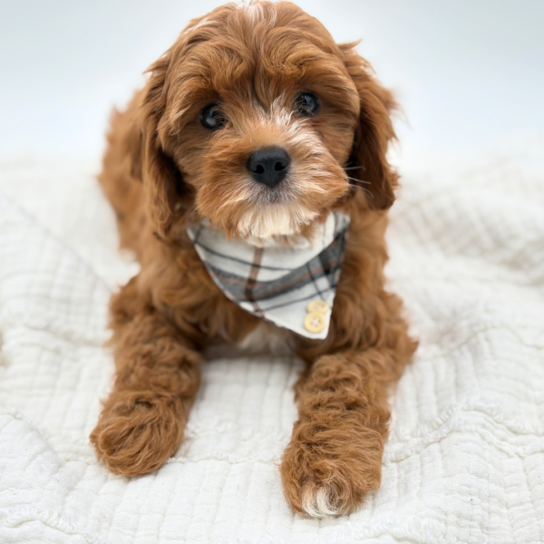 Rusty - Cavapoo - Image 1