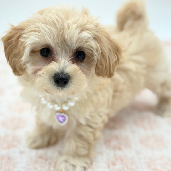 Clover - Maltipoo - Image 1