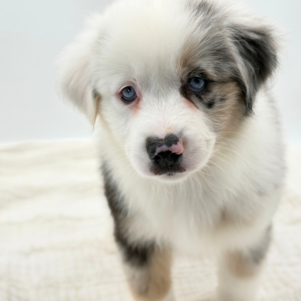 Thorin - Miniature American Shepherd - Image 3