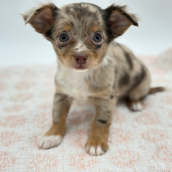 Bandito - Chihuahua - Image 2