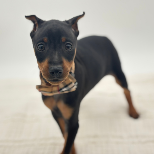 Hans - Miniature Pinscher - Image 2