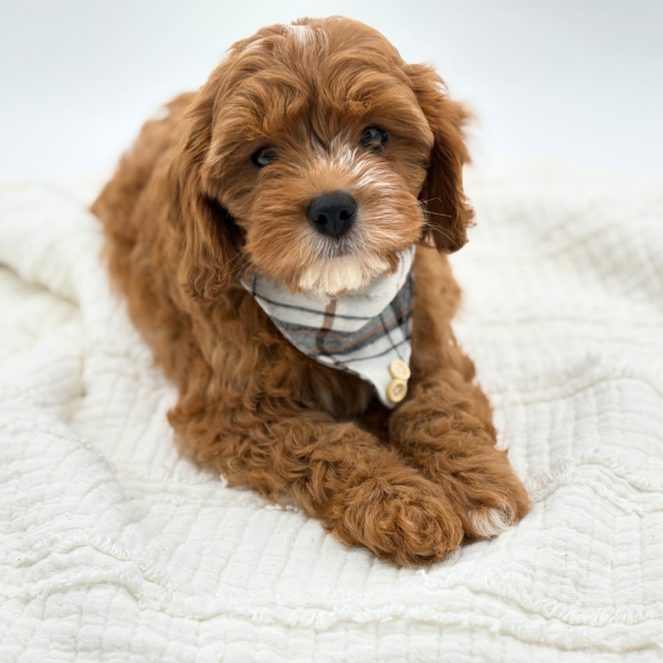 Rusty - Cavapoo - Image 3