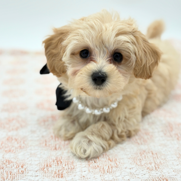 Clover - Maltipoo - Image 3