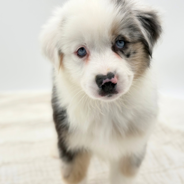 Thorin - Miniature American Shepherd - Image 1