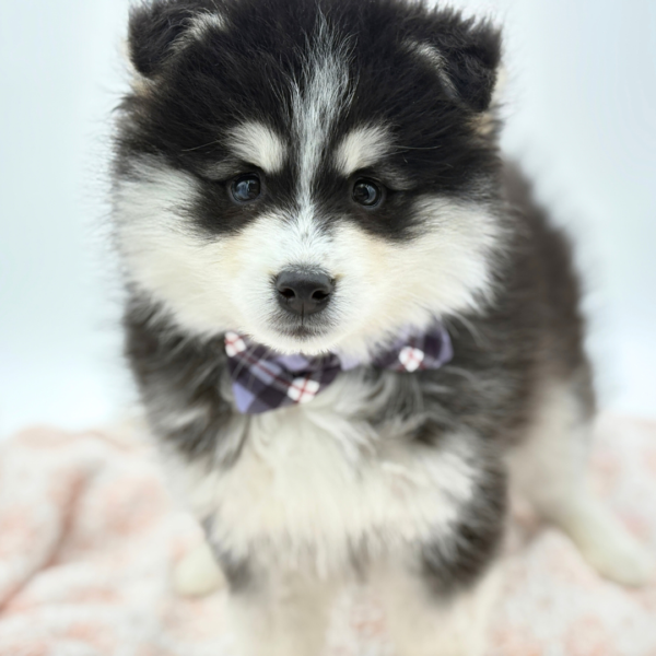 Atlas - Pomsky - Image 3