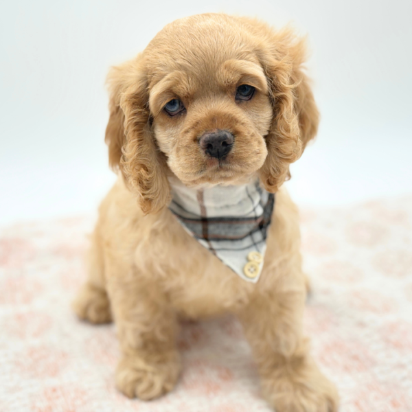 Alfred - Cocker Spaniel - Image 1