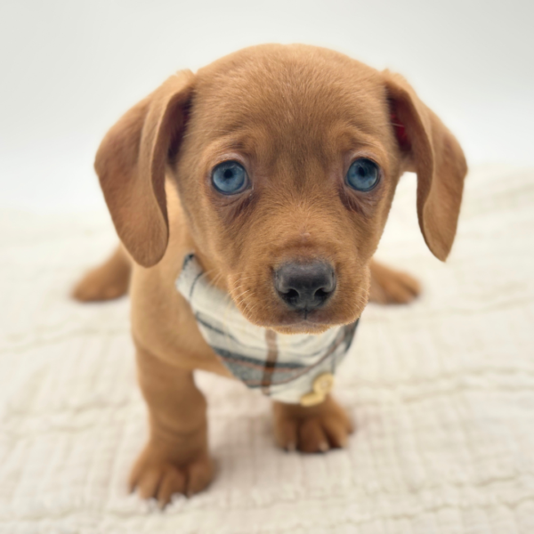 Günter - Chiweenie - Image 2