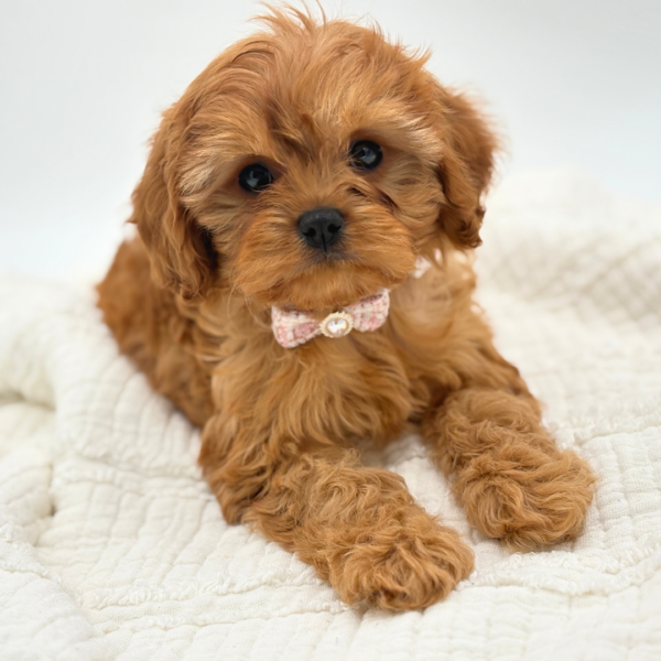 Ginger - Cavapoo - Image 3