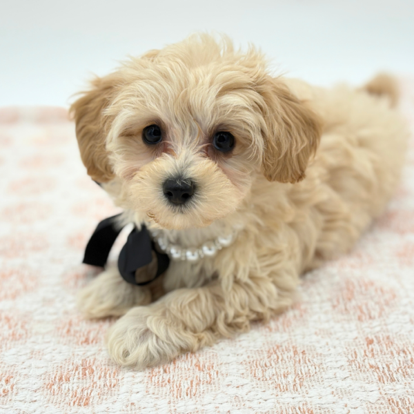 Clover - Maltipoo - Image 4