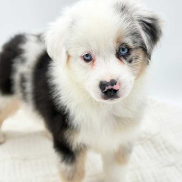 Thorin - Miniature American Shepherd - Image 2