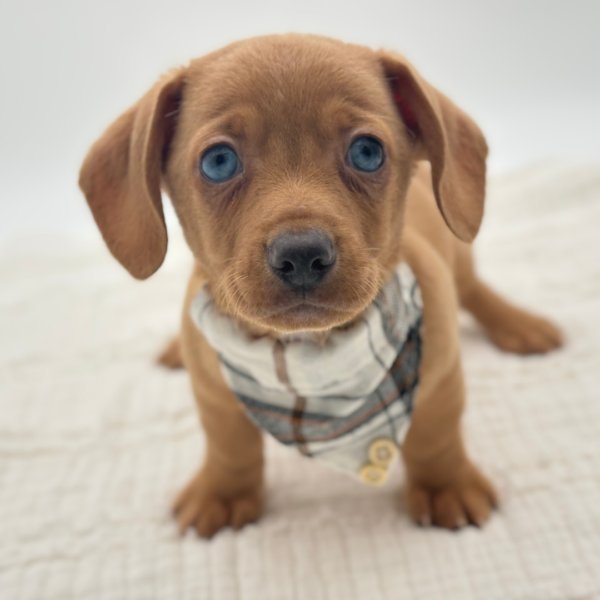 Günter - Chiweenie - Image 1
