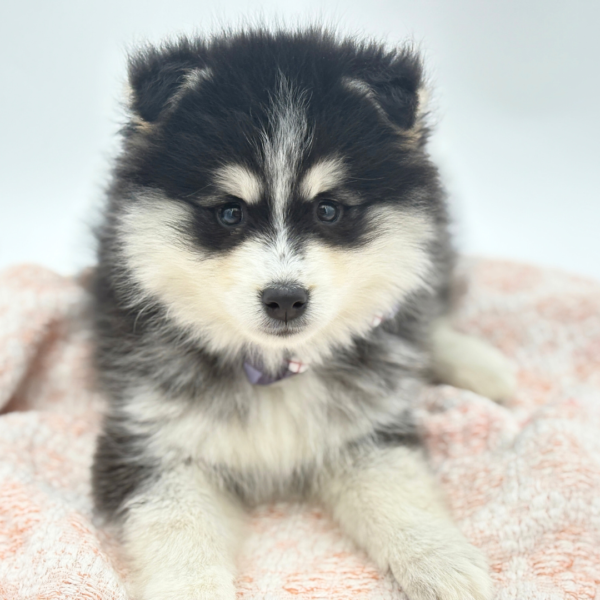 Atlas - Pomsky - Image 2