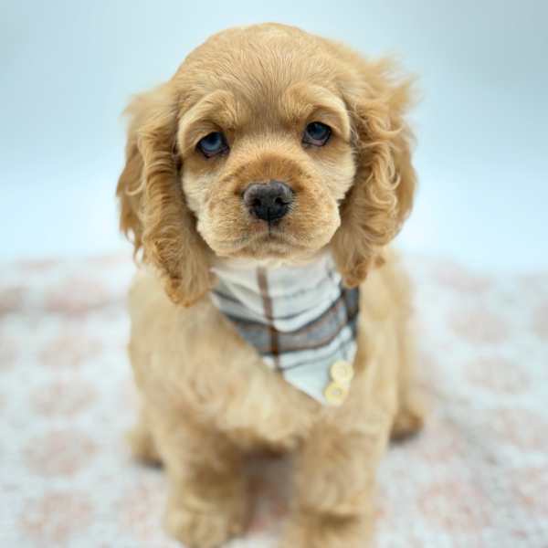 Alfred - Cocker Spaniel - Image 2