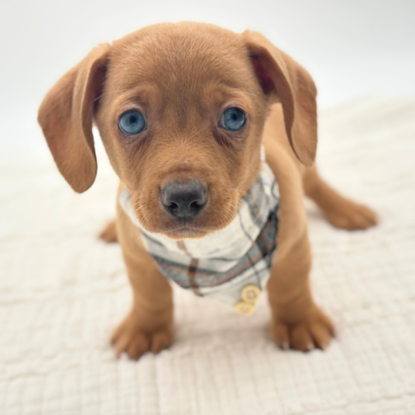 Günter - Chiweenie - Image 4