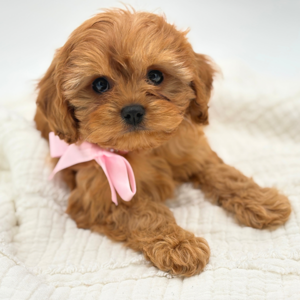 Ginger - Cavapoo - Image 1