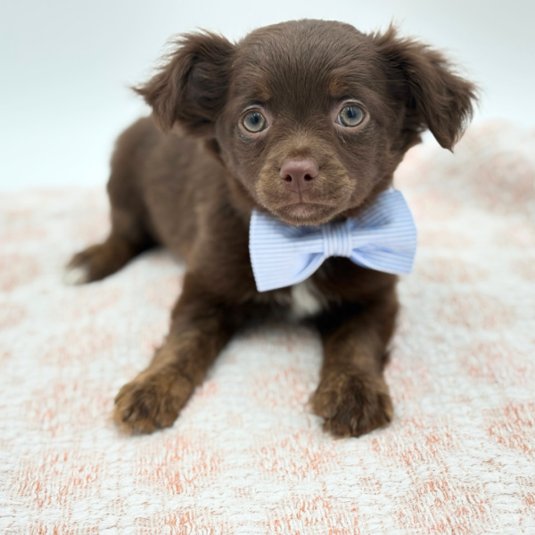 Pancho - Chihuahua - Image 2