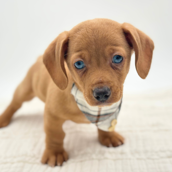 Günter - Chiweenie - Image 3