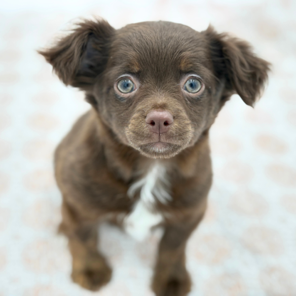 Pancho - Chihuahua - Image 4